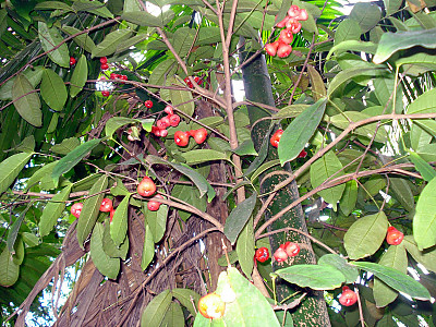 왁스잠부 사진 - Eugenia Javanica Photos