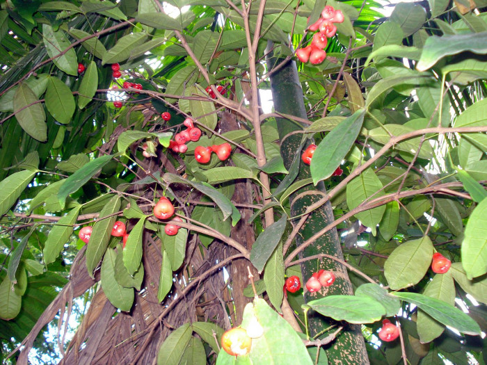 왁스잠부 - Wax apple, Eugenia Javanica