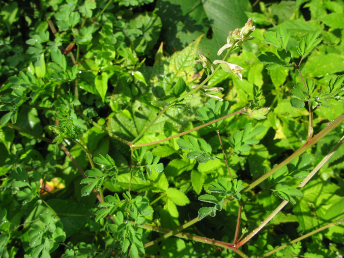 눈괴불주머니 - Corydalis ochotensis Turcz.