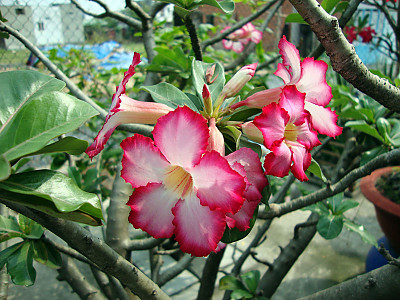 석화 사진 - Adenium Photos
