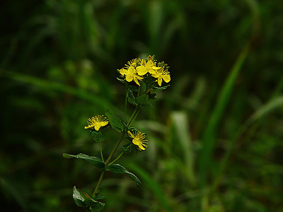 고추나물 사진 - Hypericum erectum Thunb. Photos