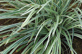 개맥문동 - Liriope spicata (Thunb.) Lour.