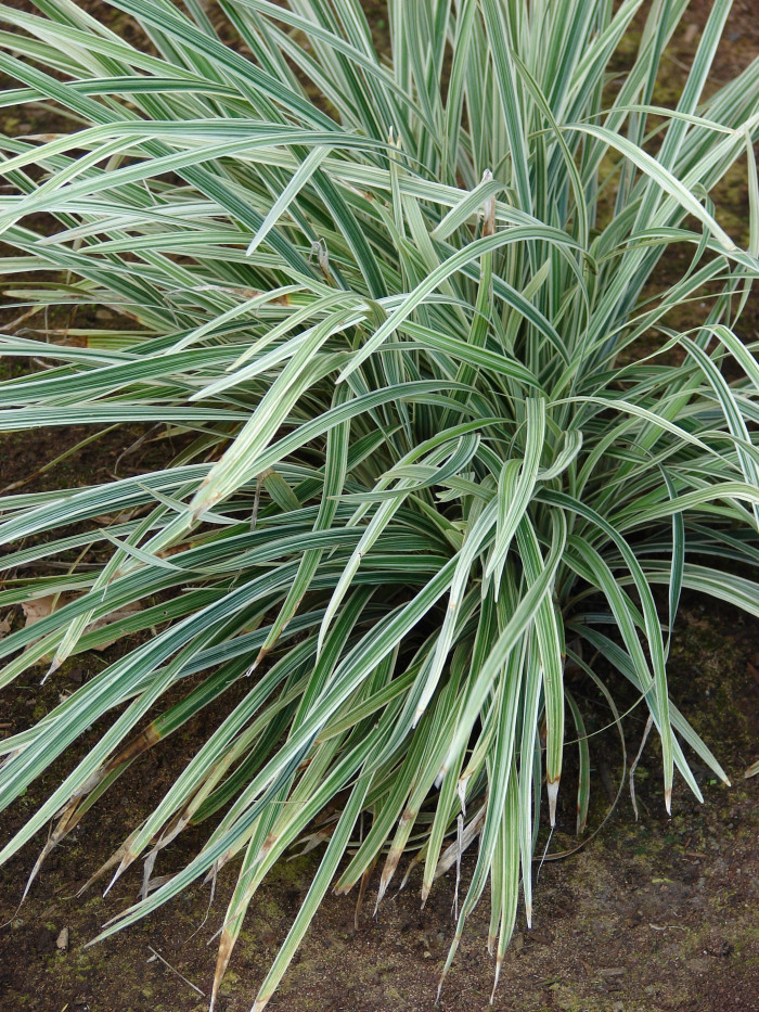 개맥문동 - Liriope spicata (Thunb.) Lour.