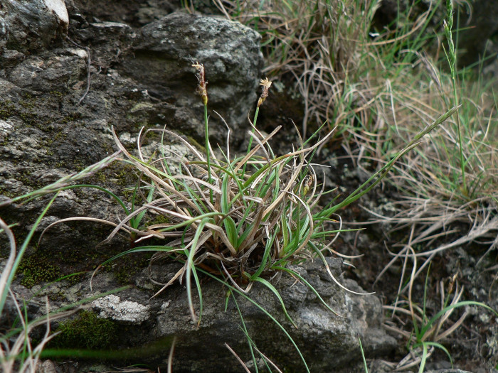 눈사초 - Carex rupestris Bell. ex All.