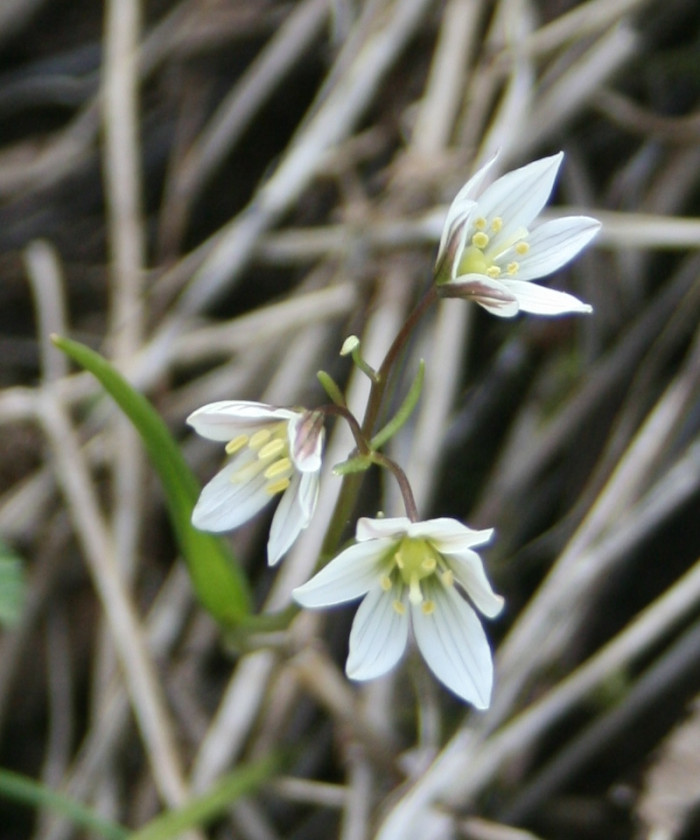 나도개감채 - Lloydia triflora (Ledeb.) Baker