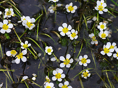 매화마름 사진 - Ranunculus trichophyllus Chaix var. kadzusensis (Makino) Wiegleb Photos