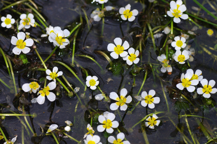 매화마름 - Ranunculus trichophyllus Chaix var. kadzusensis (Makino) Wiegleb