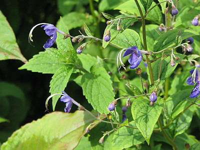 누린내풀 사진 - Caryopteris divaricata (Siebold & Zucc.) Maxim. Photos