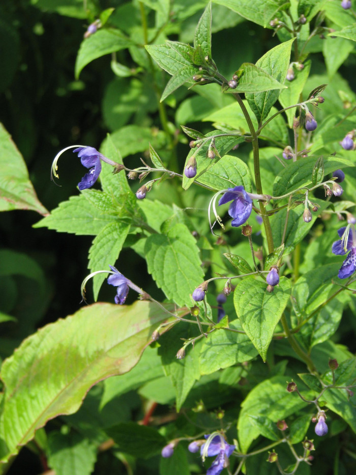 누린내풀 - Caryopteris divaricata (Siebold & Zucc.) Maxim.