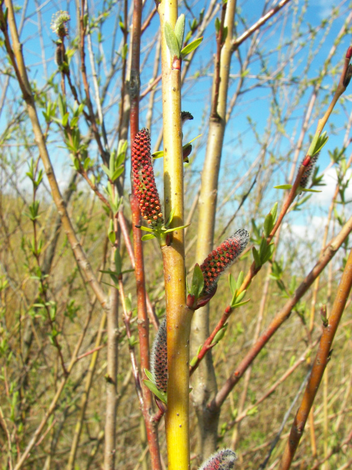 당키버들 - Salix purpurea var. smithiana Trautv.
