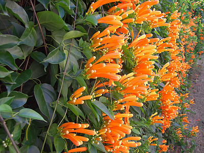 파장화 사진 - Pyrostegia venusta Photos