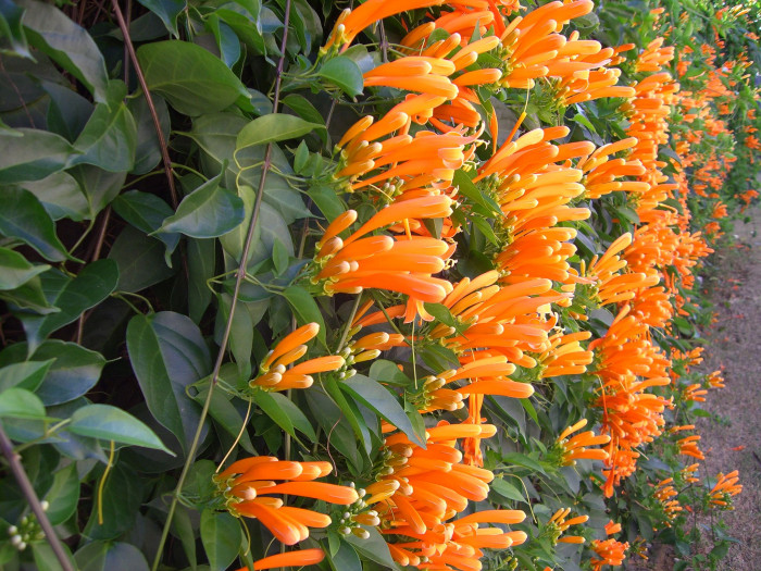 파장화 - Flame vine, Orange trumpet creeper, Pyrostegia venusta