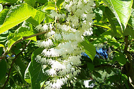 나래쪽동백 - Pterostyrax hispida Siebold & Zucc.