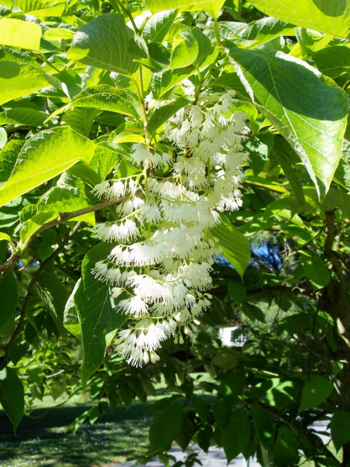 나래쪽동백 - Pterostyrax hispida Siebold & Zucc.