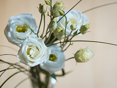 리시안서스 사진 - Eustoma grandiflorum (Raf.) Shinn, Photos
