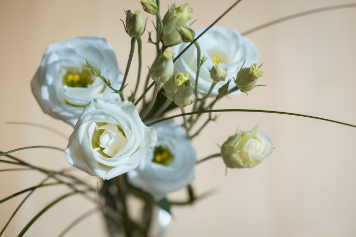 리시안서스 - Eustoma Lisianthus, Eustoma grandiflorum (Raf.) Shinn,