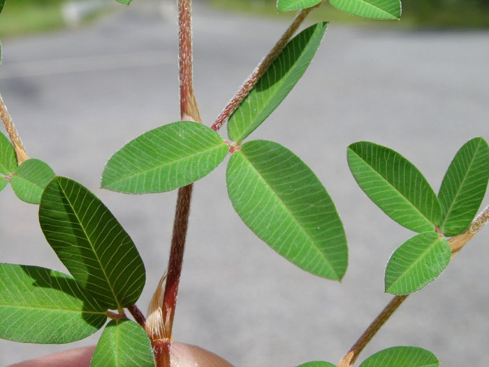 매듭풀 - japan clover, Kummerowia striata