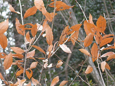 감태나무 사진 - Lindera glauca (Siebold & Zucc.) Blume var. glauca Photos