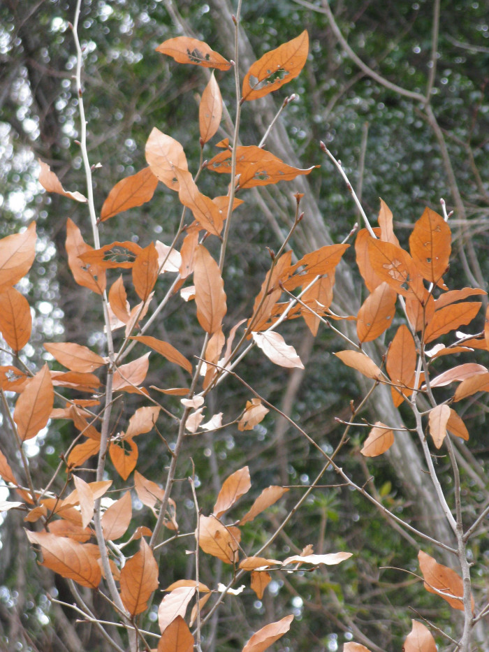감태나무 - Lindera glauca (Siebold & Zucc.) Blume var. glauca