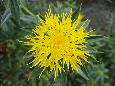 잇꽃 사진 - Carthamus tinctorius L. Photos