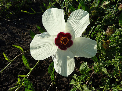 수박풀 사진 - Hibiscus trionum Photos