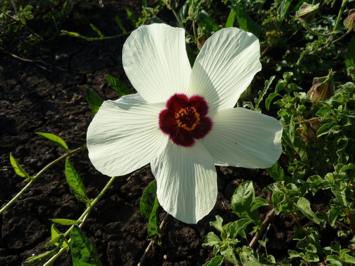 수박풀 - Hibiscus trionum