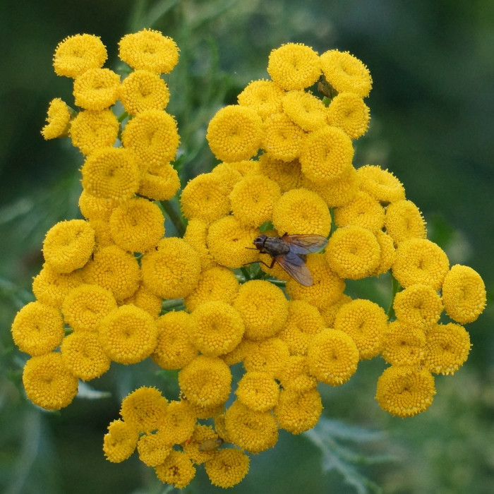탄지 - tansy, Tanacetum vulgare