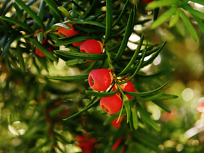 주목 사진 - Taxus cuspidata Siebold & Zucc. Photos