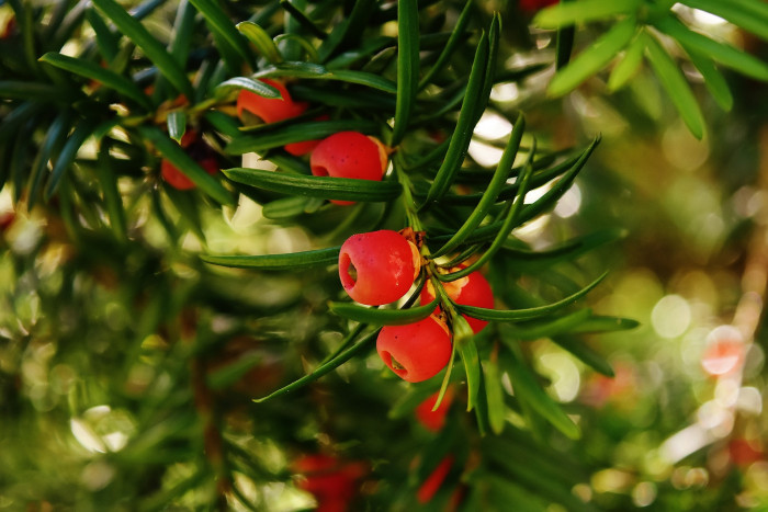 주목 - Taxus cuspidata Siebold & Zucc.