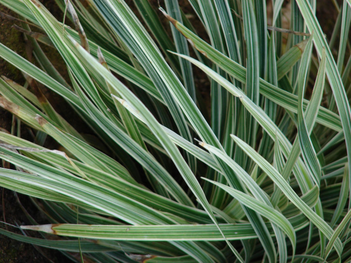 개맥문동 - Liriope spicata (Thunb.) Lour.