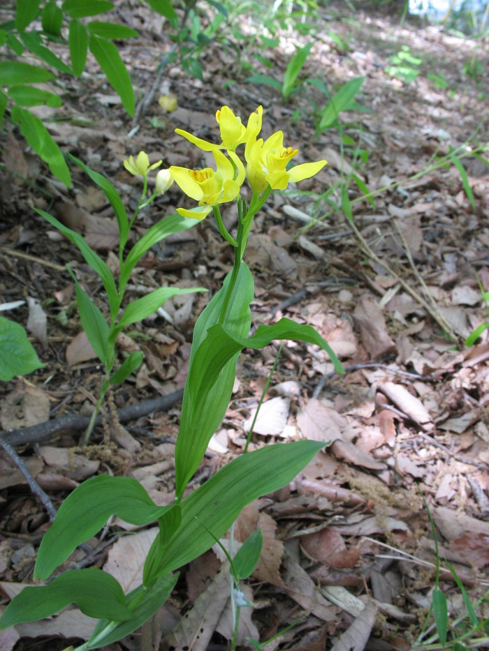 금난초 - Cephalanthera falcata (Thunb. ex A.Murray) Blume