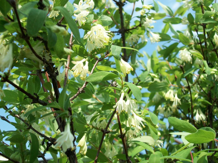 개들쭉나무 - Lonicera caerulea var. emphyllocalyx (Maxim.) Nakai