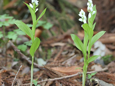 꼬마은난초 사진 - Cephalanthera erecta var. subaphylla (Miyabe & Kudo) Ohwi Photos