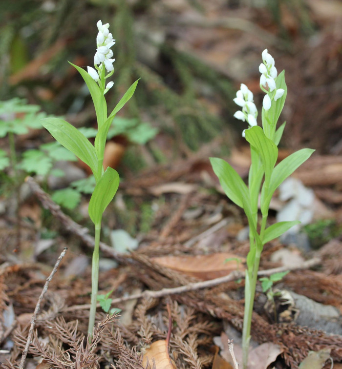은난초 - Cephalanthera Erecta