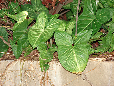 싱고니움 사진 - Syngonium podophyllum Photos