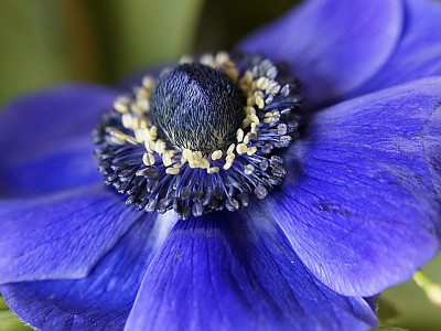 아네모네  사진 - Anemone coronaria Photos