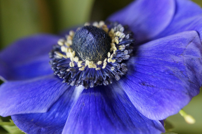 아네모네  - anemone, Anemone coronaria