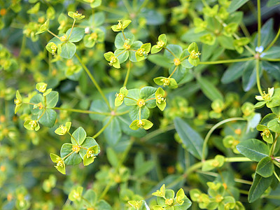 대극 사진 - Euphorbia pekinensis Rupr. Photos