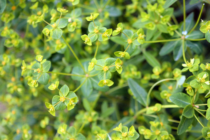 대극 - Euphorbia pekinensis Rupr.