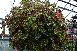 개구리 베고니아 - Begonia bowerae