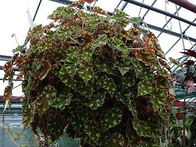 개구리 베고니아 사진 - Begonia bowerae Photos