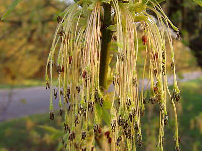 네군도단풍 사진 - Acer negundo L. Photos