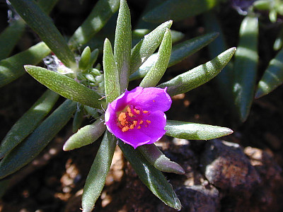 필로소스 사진 - Portulaca pilosa Photos