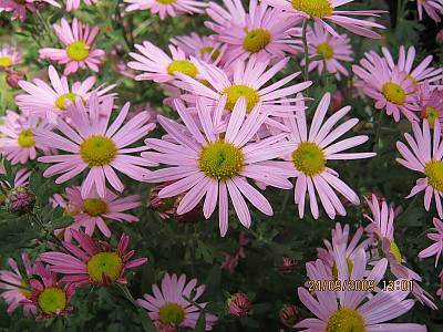 바위구절초 사진 - Chrysanthemum zawadskii ssp. acutilobum var.alpinum Photos