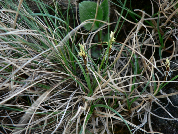 눈사초 - Carex rupestris Bell. ex All.