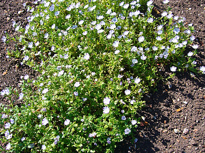 네모필라 사진 - Nemophila Maculata  Photos