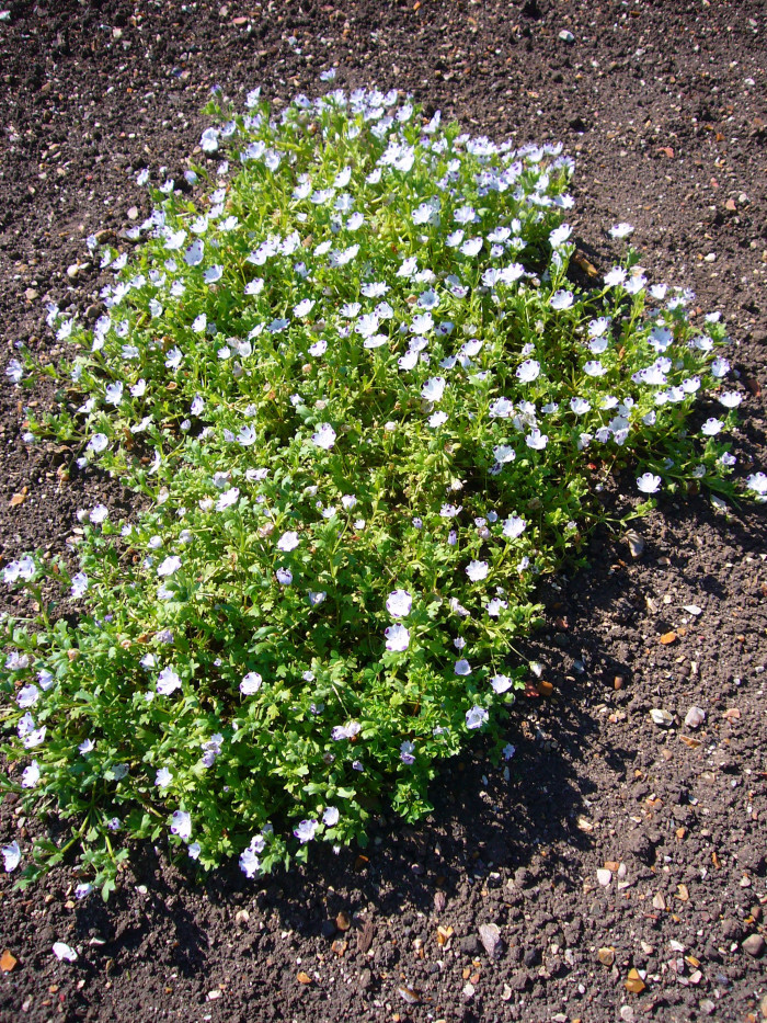 네모필라 - Nemophila Maculata 