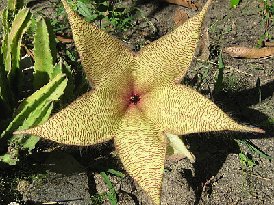 거성화 사진 - Stapelia gigantea n. e. br. Photos