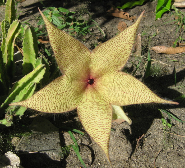 거성화 - grandiflora, Stapelia gigantea n. e. br.