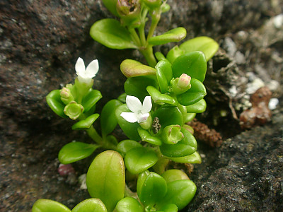 낚시돌풀 사진 - Hedyotis biflora var. parvifolia Hook. & Arn. Photos